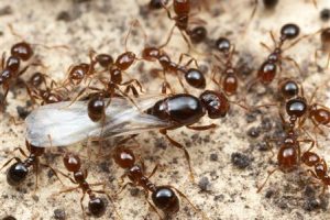 Do Fire Ants Have a Queen?