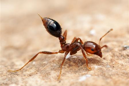 Fire ant border check call - InDaily