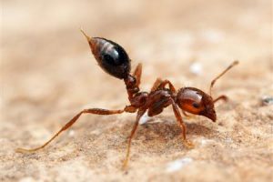 Fire Ant Life Cycle