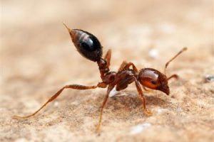 Managing Fire Ants Around Poultry Farms