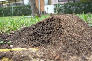 What do Fire Ant Mounds Look Like?